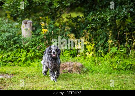 Cocker Spaniel inglese che cammina in un giardino verde e lussureggiante, indossando un collare rosso. Il cane ha un caratteristico mantello roano nero e grigio, orecchie lunghe e ondulate. Foto Stock