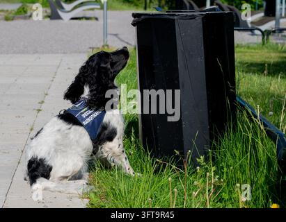 Chiara, un English Springer Spaniel addestrato come cane da rilevamento di narcotici, partecipa a una dimostrazione in una scuola in Svezia. Il cane viene utilizzato nella Foto Stock