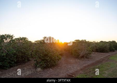 Ampia veduta di una piantagione di caffè coltivata all'alba o al tramonto, con file ordinate di cespugli di caffè verdi e fitti che crescono in un terreno marrone e secco. La brigata Foto Stock
