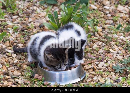 Una coppia di gattini selvatici che vengono nutriti in un giardino di Norfolk. Si ritiene che abbiano circa 5 settimane di età. Foto Stock