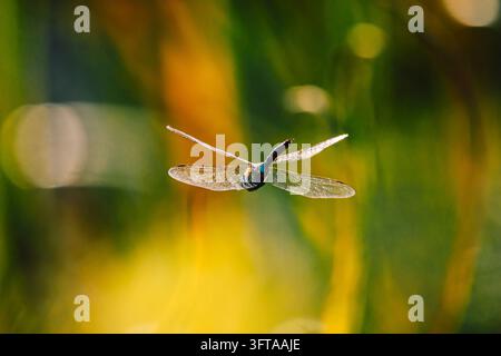 Libellula mosaico (Aeshna) che vola con le ali largamente distese vista da dietro, contro luce dorata calda, addome nero e blu disegnato con macchie azzurre, t Foto Stock