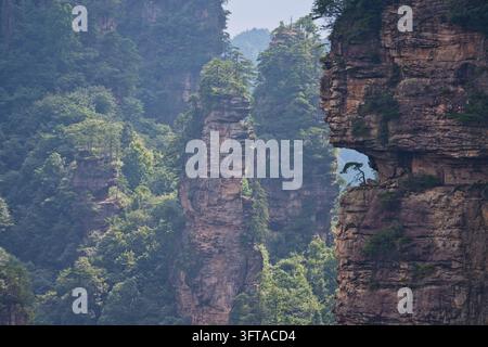 Pino parasole su uno dei pilastri di arenaria, vista panoramica delle colonne di arenaria quarzosa delle montagne Tianzi nel parco nazionale di Zhangjiajie, A Foto Stock
