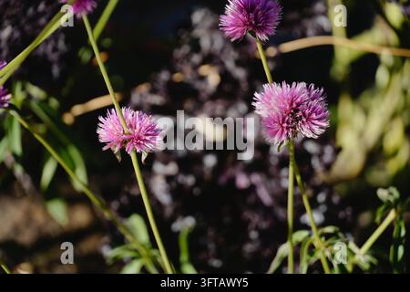 Prima vista di fiori di amaranto globo rosa su steli verdi e sottili illuminati da una luce naturale intensa, su uno sfondo scuro e sfocato del giardino Foto Stock