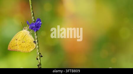 Farfalla emigrante limone che si nutre di un fiore viola con bokeh morbido colorato e spazio per il testo Foto Stock
