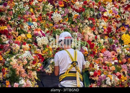 Visto da dietro, un operaio con casco bianco e imbracatura di sicurezza gialla sistema steli contro un muro di fiori multicolore. Foto Stock