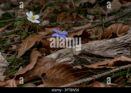 Epatica (Hepatica nobilis) e anemonio dei boschi (Anemone nemorosa) che fioriscono tra le foglie cadute sul suolo della foresta. Foto Stock