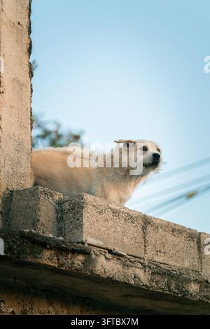 Vista di un piccolo cane di colore chiaro in piedi su una sporgenza di cemento contro un cielo blu terso in Messico. Foto Stock
