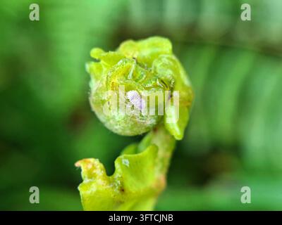 Un parassita bianco degli afidi si aggrappa a una foglia di felce giovane e arricciata, catturato in vividi dettagli macro su uno sfondo verde morbido. Foto Stock