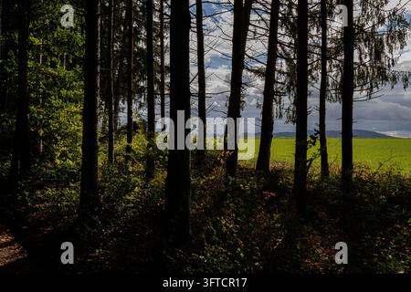 Vista da un bordo di foresta di abeti scuri su un campo verde e colline lontane vicino a Salisburgo, Austria. Foto Stock