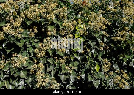 L’edera comune in fiore forma un muro fitto di fogliame vicino a Salisburgo, Austria (Hedera helix). Foto Stock