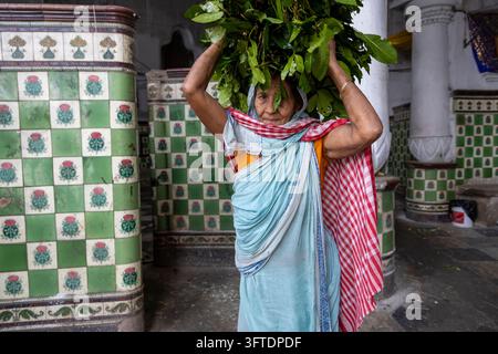 Donna in un sari azzurro con uno scialle rosso che bilancia un grande ramo frondoso sopra la testa vicino a piastrelle e colonne decorative, Bengala Occidentale, Kolkata, India Foto Stock