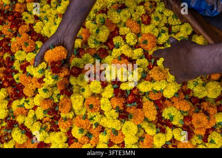 Diverse mani si protendono verso un fitto mucchio di fiori di calendula gialli, arancioni e rossi dall'alto al mercato dei fiori, Bengala Occidentale, Kolkata, India Foto Stock