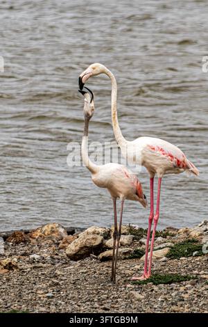 Ritratto verticale di due fenicotteri rosa (Phoenicopterus roseus) in piedi faccia a faccia su una riva ghiaiosa accanto all'acqua grigia increspata a Sigean, Occitania Foto Stock