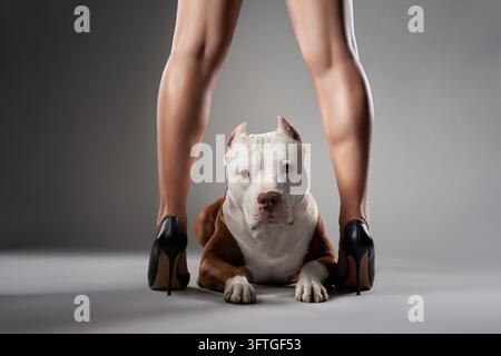 Un American Pit Bull Terrier giace tra le gambe di una donna con tacchi alti. Lo scatto in studio utilizza una luce drammatica per evidenziare il cane muscoloso e Foto Stock