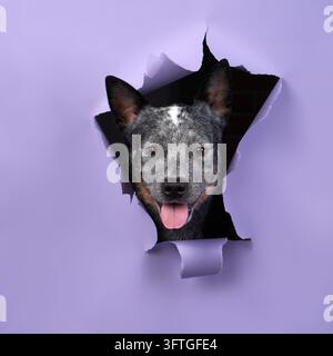 Un gioioso Australian Cattle Dog emerge da una tela di fondo viola strappata, apparendo giocoso ed energico. L'illuminazione brillante esalta la vivacità del cane Foto Stock