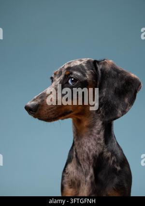 Un bassotto è seduto di profilo con le orecchie leggermente sollevate. Il suo sguardo concentrato è rivolto verso sinistra in una calma composizione in studio. Foto Stock
