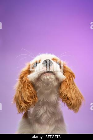 Il giovane cane Cavalier Spaniel solleva il mento mentre guarda verso l'alto, le orecchie incorniciano la sua testa. Foto Stock