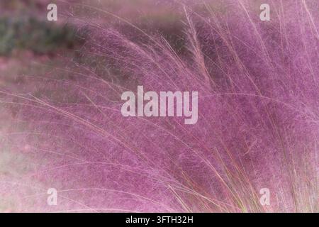 Erba Muhly rosa, erba ornamentale popolare, morbida con pennacchi rosa o violacei. Foto Stock