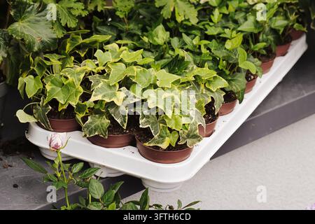 Piante di edera variegate con foglie verdi e gialle in piccoli vasi da vivaio. Foglia grimpante ornamentale per decorazione d'interni e piantagione in giardino. Foto Stock