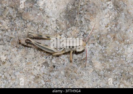 Cavalletta dalla testa grande, Phoetaliotes nebrascensis, paralizzata dalla vespa dal corpo sottile, Famiglia Sphecidae Foto Stock