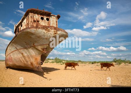 Due mucche marroni camminano sul sabbia oltre la gigantesca prua arrugginita di una nave incagliata sul letto prosciugato del Mar d'Aral, Moynaq, Uzbekistan Foto Stock