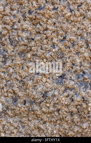 Prima vista della corteccia ruvida e strutturata di un tronco di baobab, Menabe, Morondava, Madagascar Foto Stock