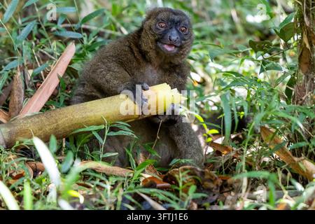 Lemure che tiene e mangia un germoglio di bambù nel sottobosco della foresta pluviale, Haute Matsiatra, Ranomafana, Madagascar Foto Stock