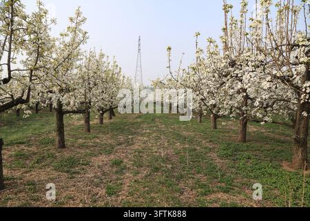 In primavera, i peri disposti in modo ordinato sono pieni di fiori di pero bianchi. Il terreno del frutteto è coperto di erba verde e una torre di alta tensione Foto Stock