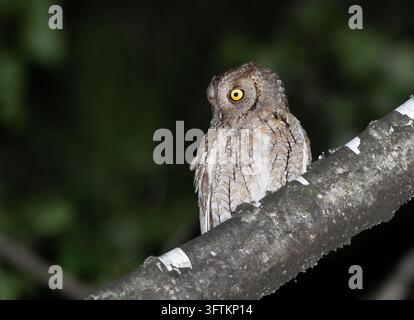 Civetta europea, Otus scops. Uccello seduto su un tronco d'albero, sfondo bellissimo Foto Stock