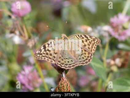 Cardinale, Argynnis pandora. Una bella farfalla si posa su una pianta fiorita Foto Stock