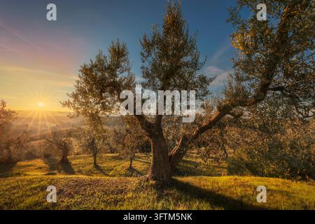 Un raggio di sole illumina un ulivo in un uliveto su colline ondulate al tramonto a Santa Luce, Colline Pisane, Pisa, Toscana, Italia. Foto Stock