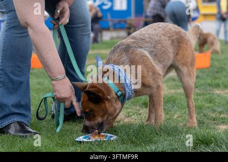 Un Australian Cattle Dog mangia un bocconcino da un piatto di carta Foto Stock