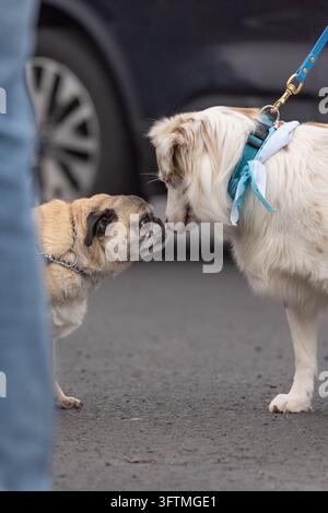 Due cani che si annusano durante una passeggiata all'aperto Foto Stock