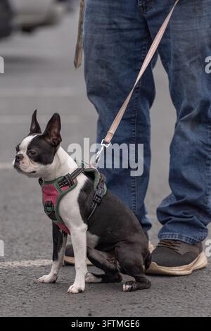 Boston Terrier bianco e nero al guinzaglio con il suo proprietario Foto Stock