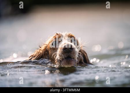 Cane Cocker Spaniel che nuota nel fiume, primo piano Foto Stock