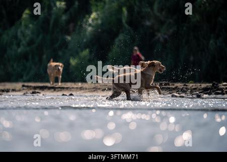 Due cani che giocano e sguazzano nel fiume Foto Stock