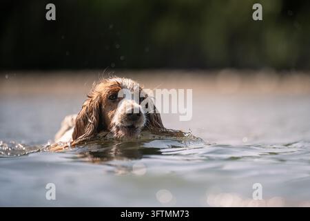 Cane Cocker Spaniel bagnato che nuota nel fiume Foto Stock