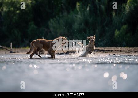 Due cani che giocano e sguazzano nel fiume Foto Stock