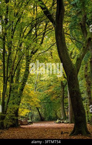Un sentiero boschivo coperto di foglie si snoda tra alti tronchi di faggi, incorniciato da massi ricoperti di muschio, con luce verde e dorata screziata che filtra attraverso il Foto Stock
