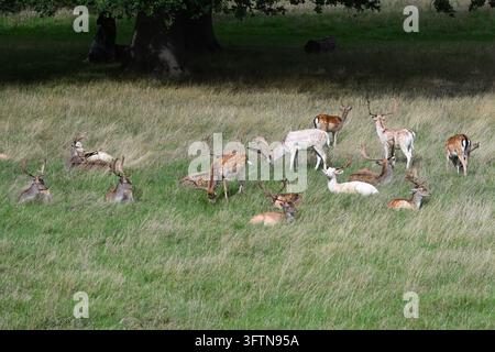Un branco di cervi dama europei (Dama dama) che pascolano in un parco aperto nel Regno Unito a settembre Foto Stock
