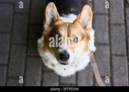Ritratto ravvicinato di un Corgi gallese Pembroke tricolore seduto su un marciapiede lastricato, che guarda attentamente verso l'alto con orecchie erette e un petto bianco soffice, al guinzaglio Foto Stock