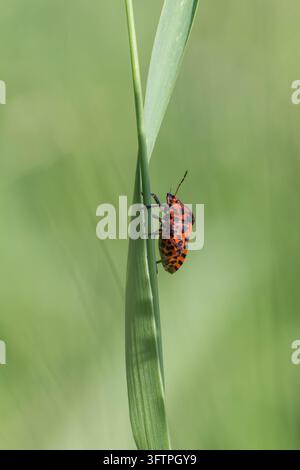 Rincignone striato (Graphosoma lineatum) con vivaci strisce longitudinali rosse e nere appoggiato su una sottile foglia d'erba verde Foto Stock