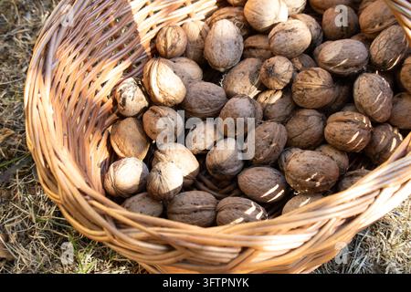 Noci di walnut coltivate in casa in un cestino di vimini intrecciato rustico e pulito su erba secca e marrone. Le noci sono senza guscio. Prodotti del mercato biologico degli agricoltori. Foto Stock