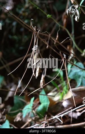 Rami secchi e viti aggrovigliate che attraversano il suolo del bosco con foglie verdi sparse, luce naturale soffusa e texture boschiva a fuoco poco profondo Foto Stock