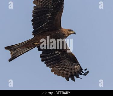 Un falco nero che passa sopra Foto Stock