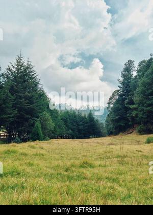 Campo erboso aperto delimitato da alti pini sotto un cielo nuvoloso. Foto Stock