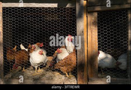 Polli bianchi e marroni che poggiano in un coop di legno con recinzione in filo metallico. Scenario rurale di allevamento avicolo biologico e allevamento tradizionale in un'azienda agricola in cui Foto Stock