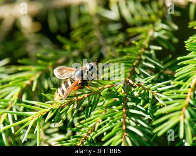 Mosca volatrice Sericomyia silentis appoggiata su aghi di conifere a Frasne Foto Stock