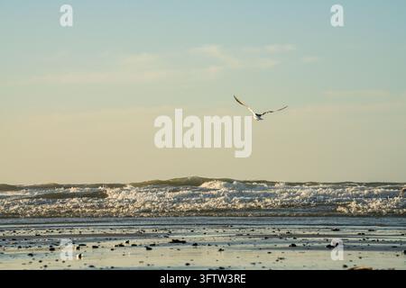 Gabbiano che vola sopra la riva del Mare del Nord Foto Stock
