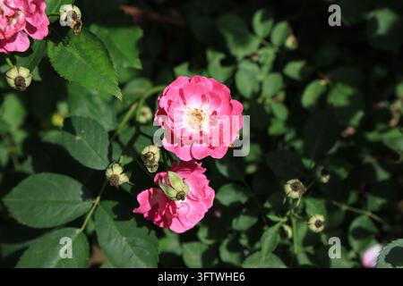 Sfondo di fogliame scuro e sfocato, due rose rosa in piena fioritura con distinti stami arancioni, fiori appassiti rimasti e foglie verdi fresche sullo stelo Foto Stock